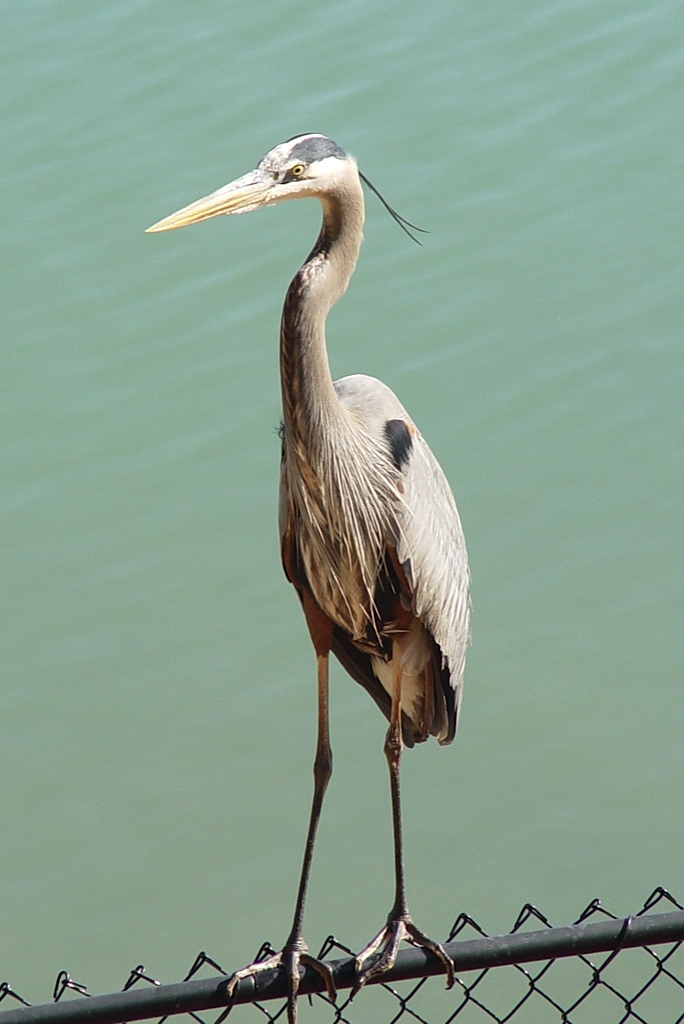 Marina Heron